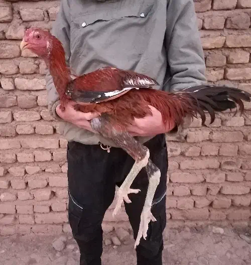 خروس لاری اصیل|حیوانات مزرعه|تربت‌حیدریه, میدان مرکزی|دیوار