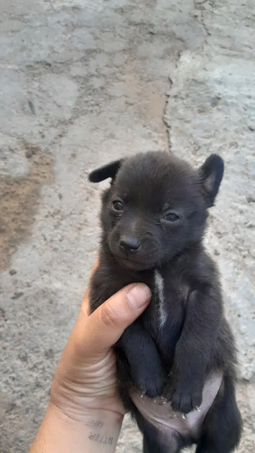 سگ باتربیت|سگ|تایباد, |دیوار