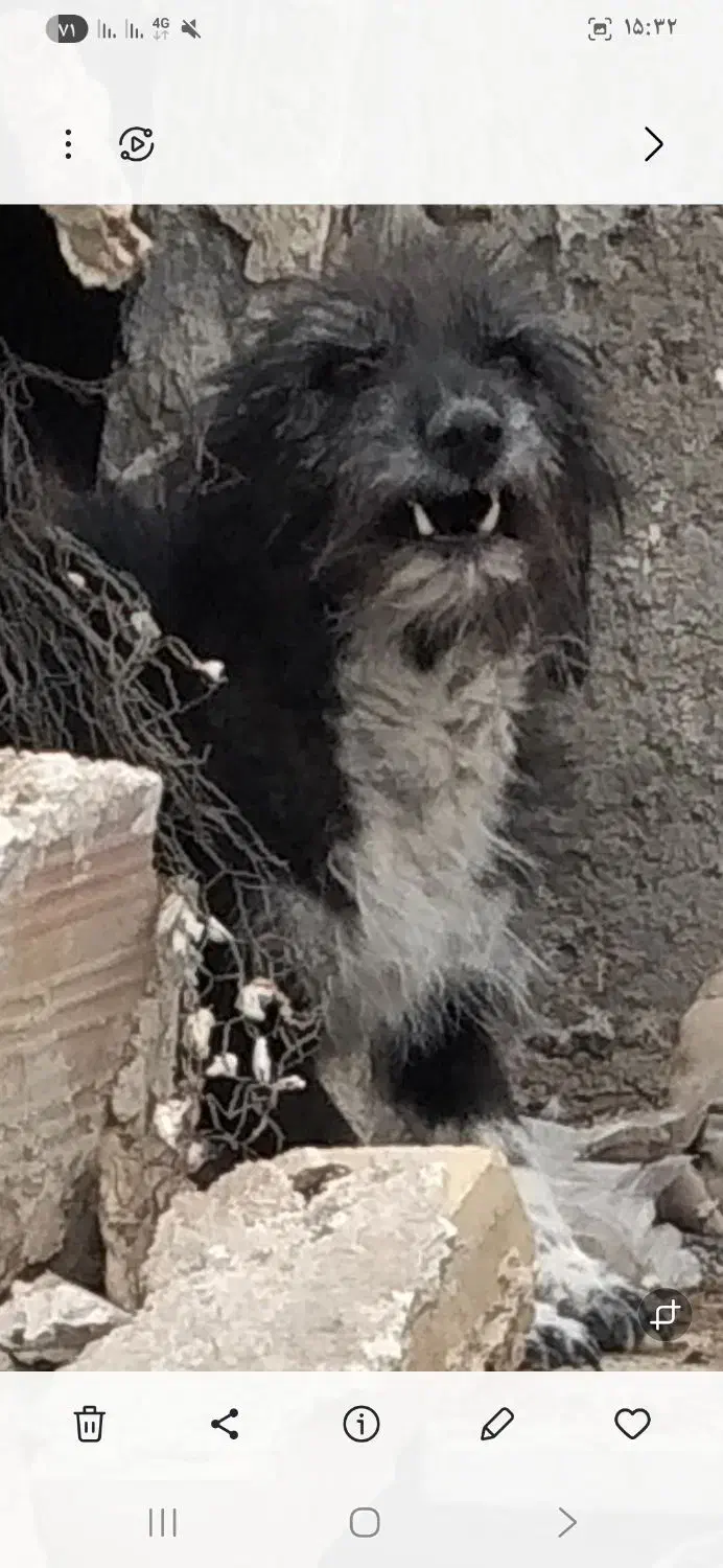 حیوان|سگ|زابل, |دیوار