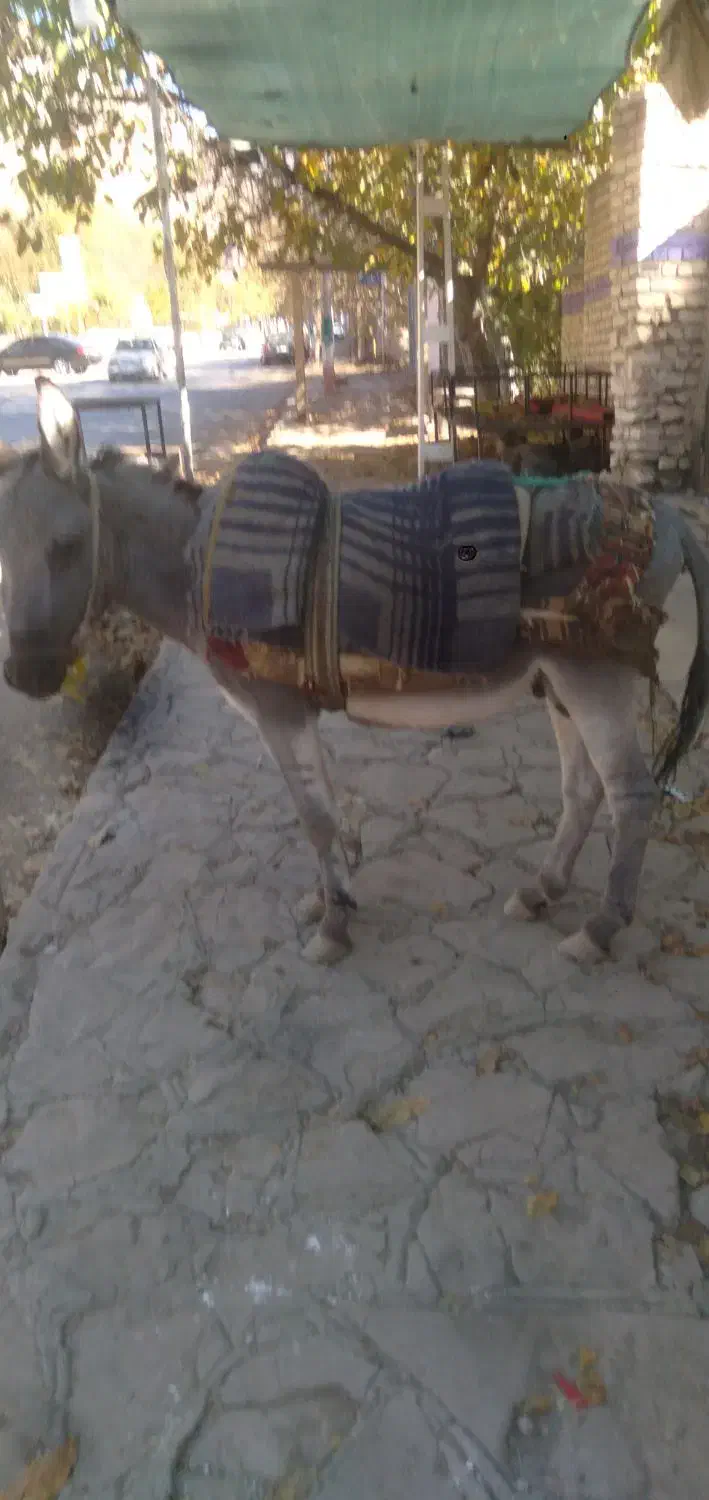 خر. گله ای|حیوانات مزرعه|نیشابور, فضل|دیوار