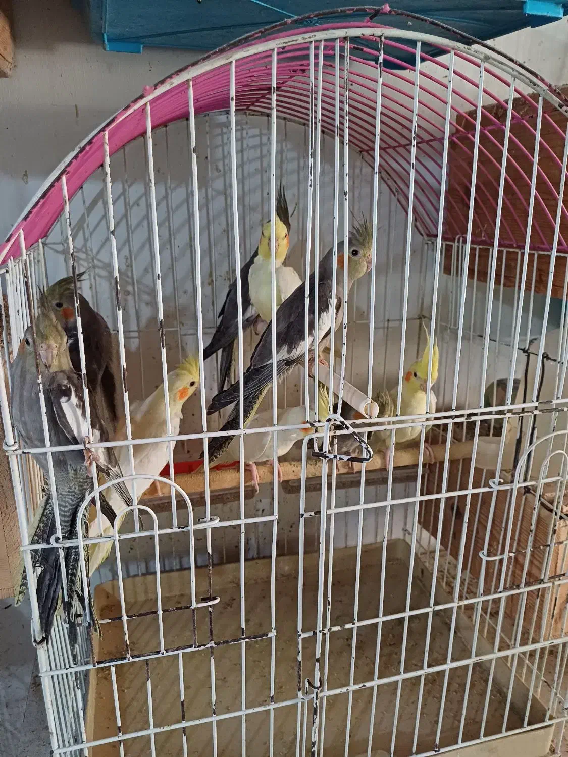 عروس هلندی جوجه وبالغ|پرنده|رشت, شهرک صبا|دیوار