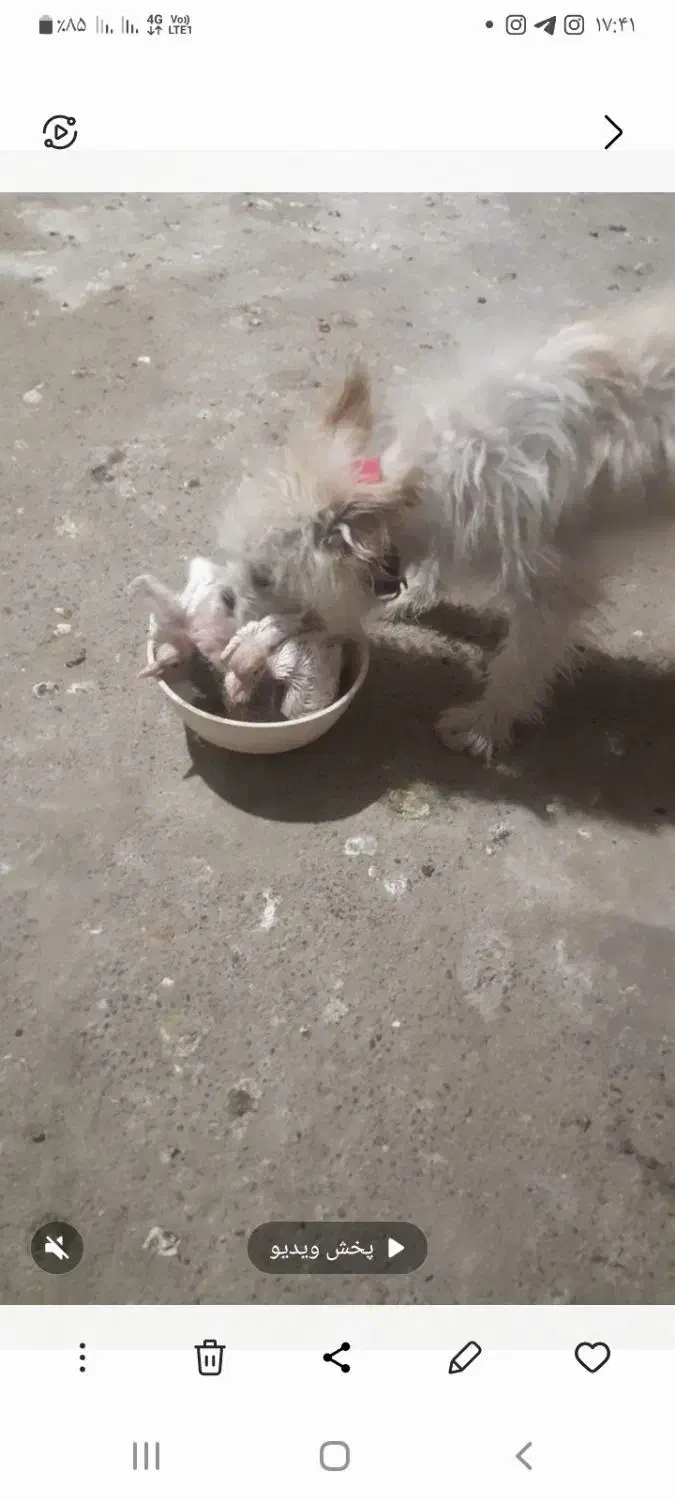 گم شده سگ|حیوانات|جیرفت, |دیوار