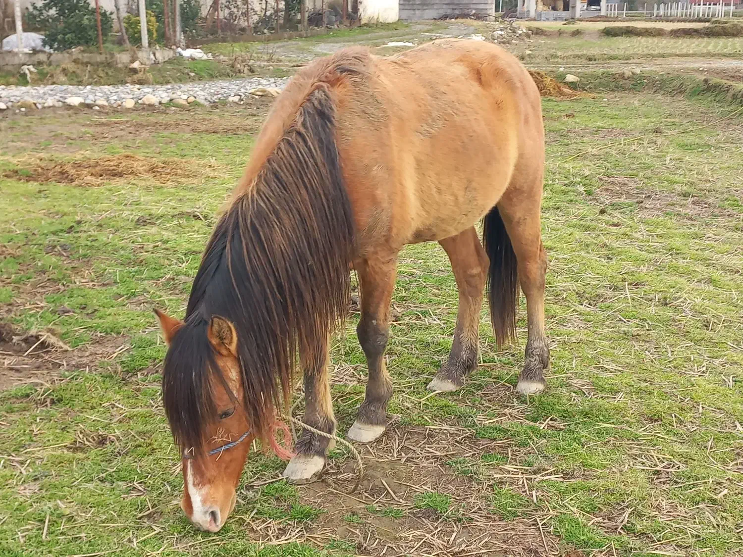 اسب|اسب و تجهیزات اسب‌سواری|احمدسرگوراب, |دیوار