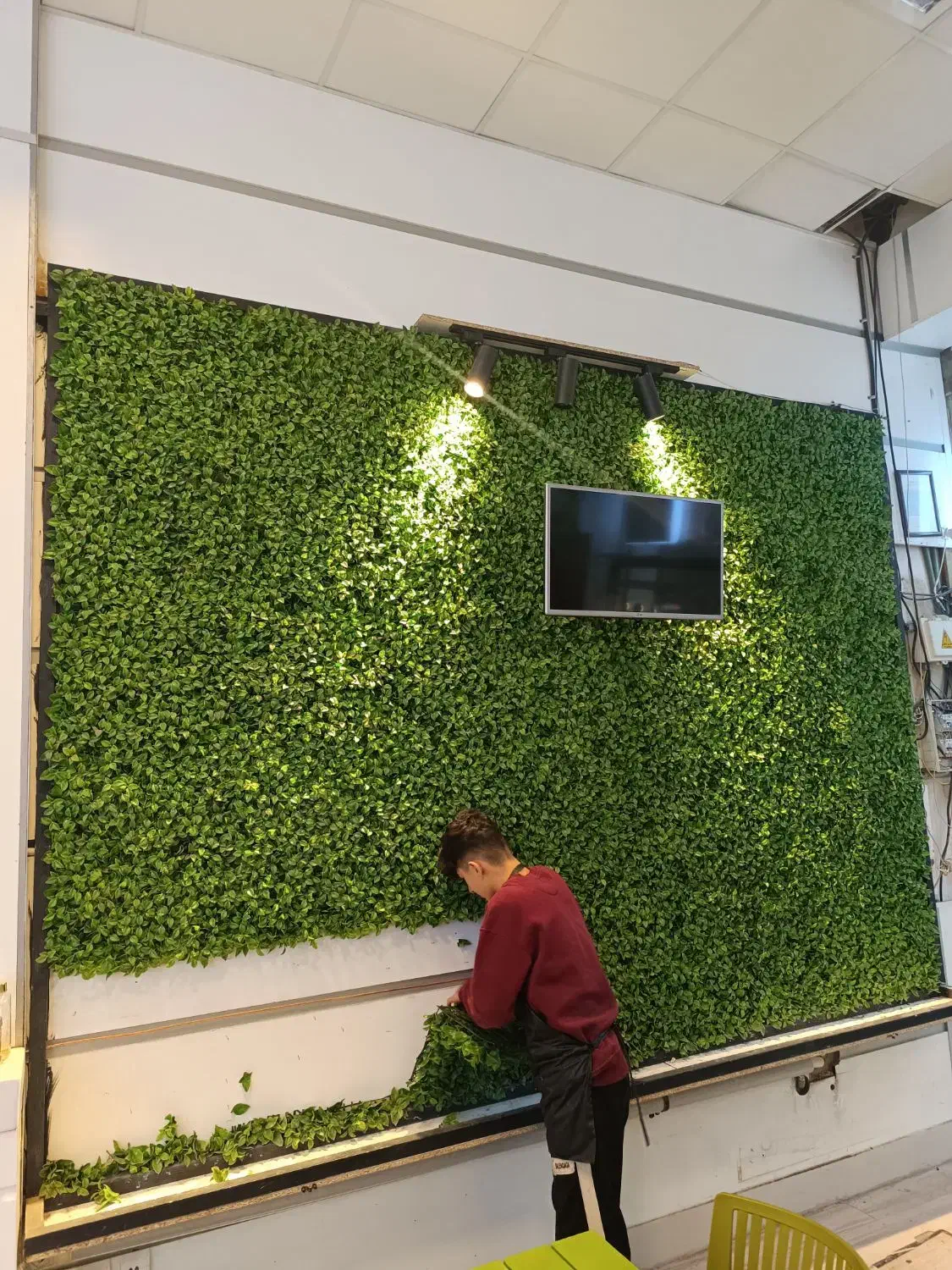 گرین وال (دیوار سبز)فروشی|گل مصنوعی|مشهد, ولیعصر (شهرک غرب)|دیوار