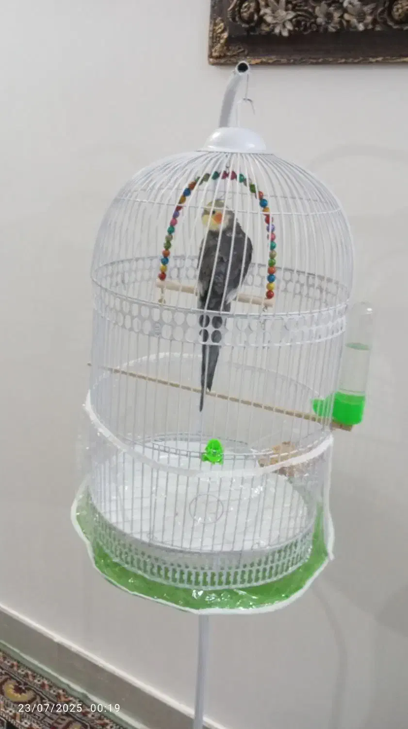 عروس هلندی|پرنده|تربت‌حیدریه, آغوی|دیوار