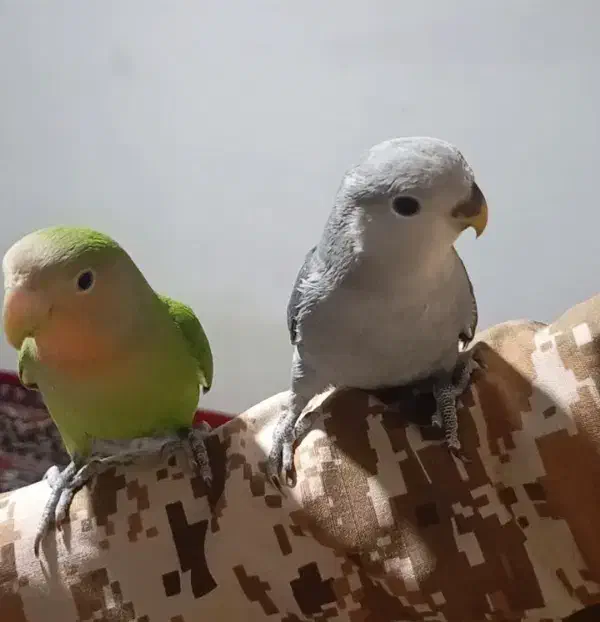 طوطی کوتوله رام بازی گوش|پرنده|سقز, |دیوار