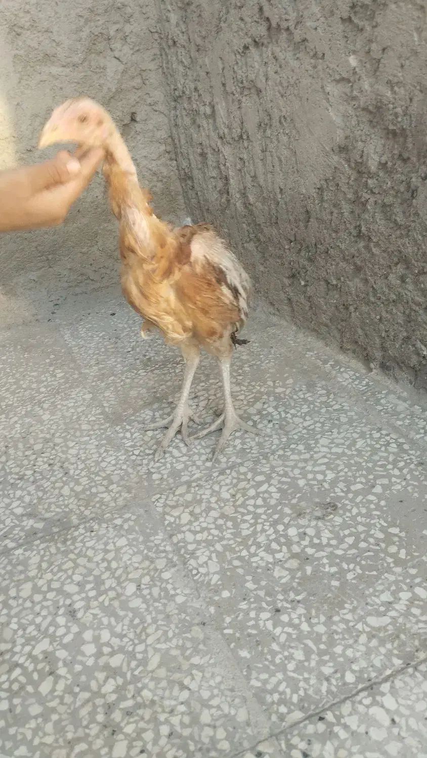 جوجه لاری|حیوانات مزرعه|زهک, |دیوار