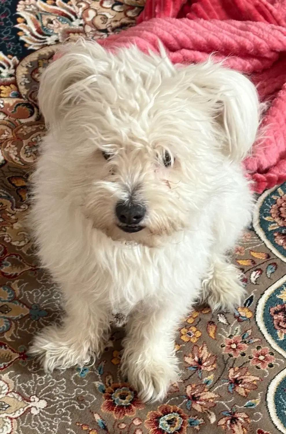 سگ پیدا شده|حیوانات|اصفهان, ملک‌شهر|دیوار