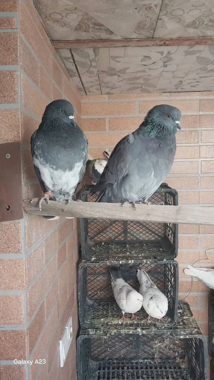 کفتر|پرنده|سیرجان, |دیوار