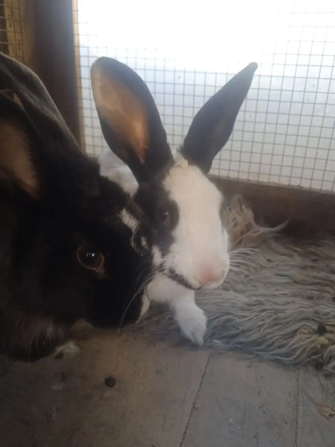 خرگوش|موش و خرگوش|تربت‌حیدریه, فرمانداری|دیوار