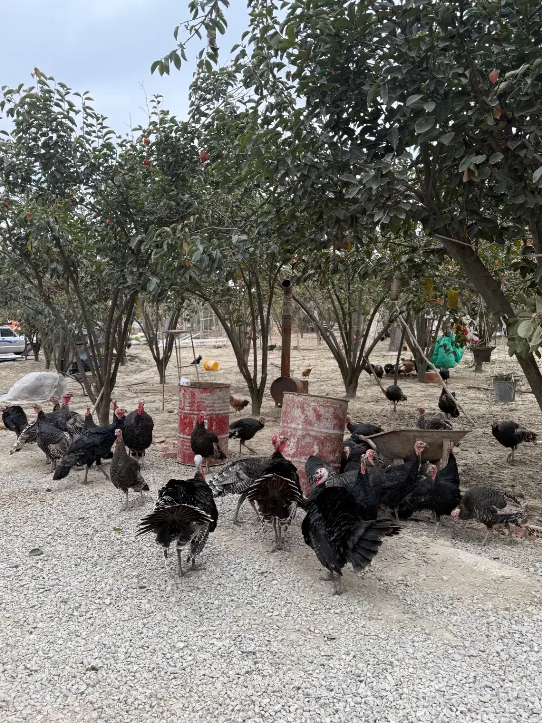 بوقلمون فروشی ‌|حیوانات مزرعه|گرگان, |دیوار