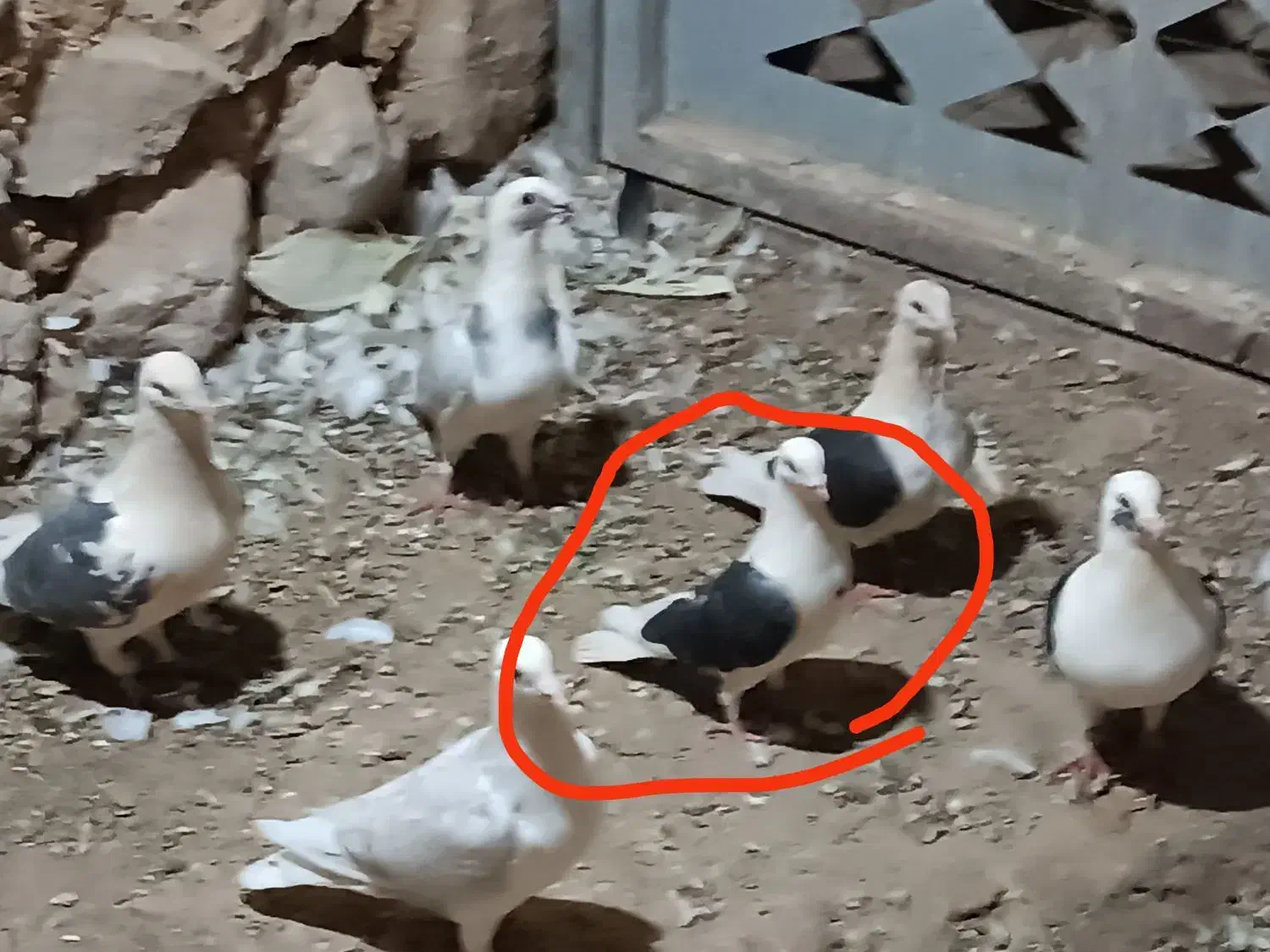 کبوتر پشتی ماده|پرنده|بوانات, |دیوار