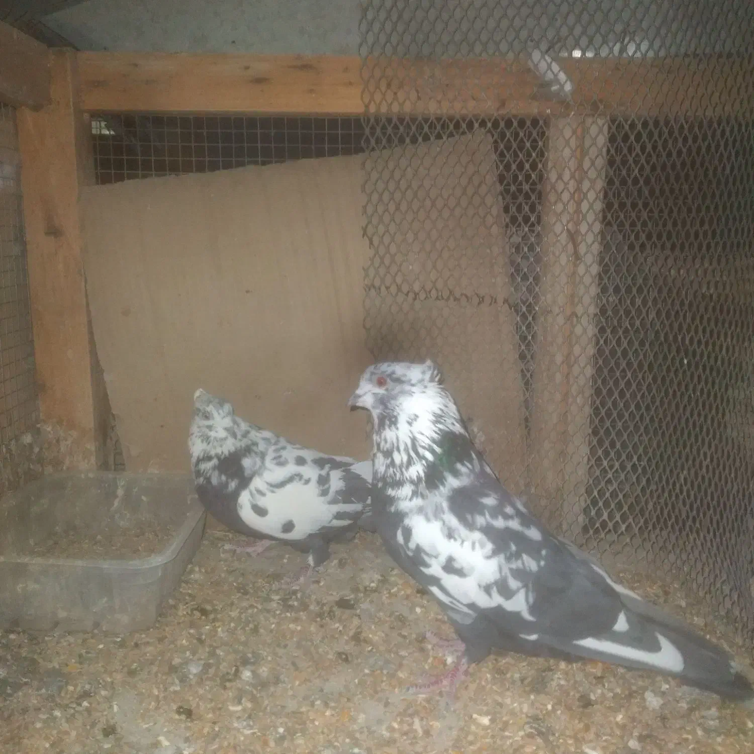 کبوترپرشی|پرنده|خمینی‌شهر, |دیوار