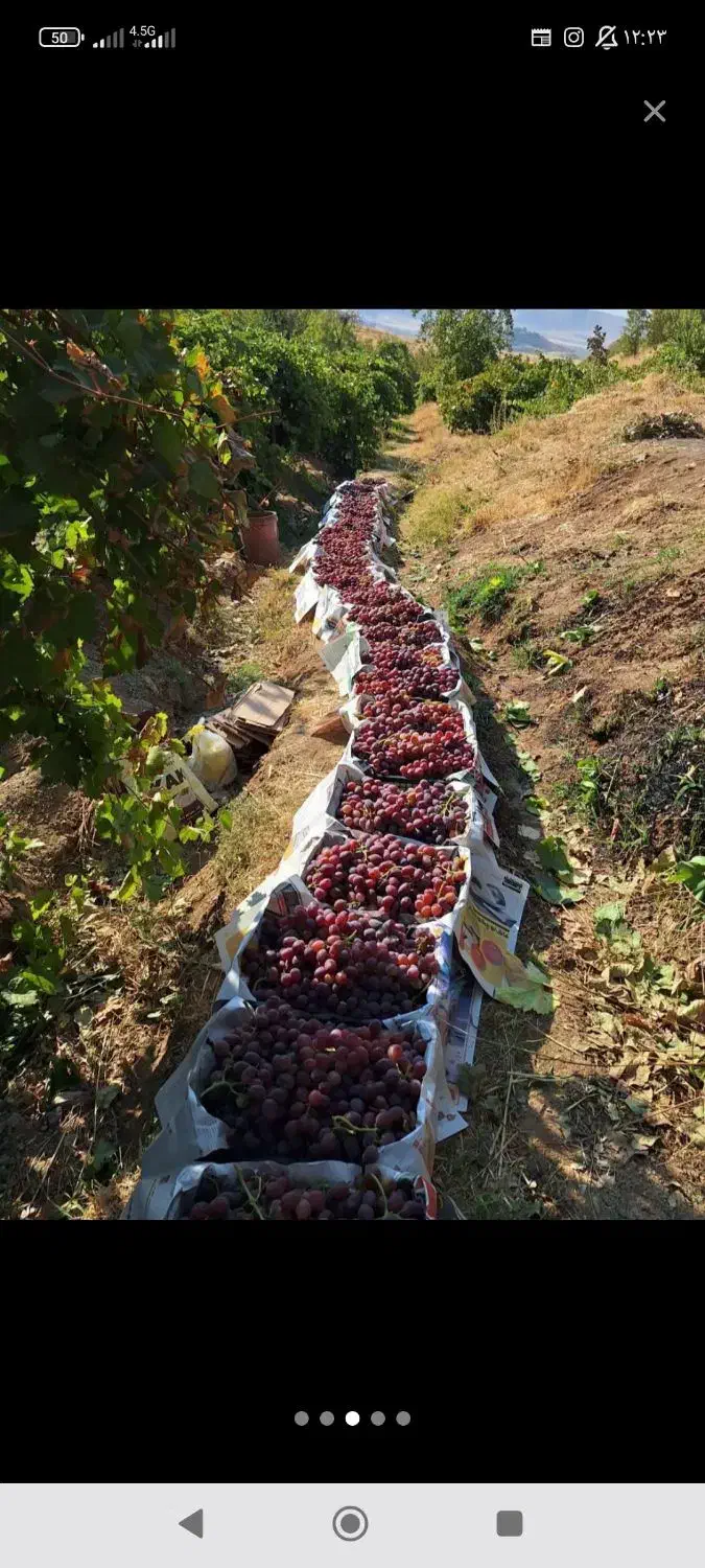 سرکارگر کلیه کارهای کشاورزی کاشت و برداشت و انبار|خدمات باغبانی و درختکاری|کرمانشاه, |دیوار