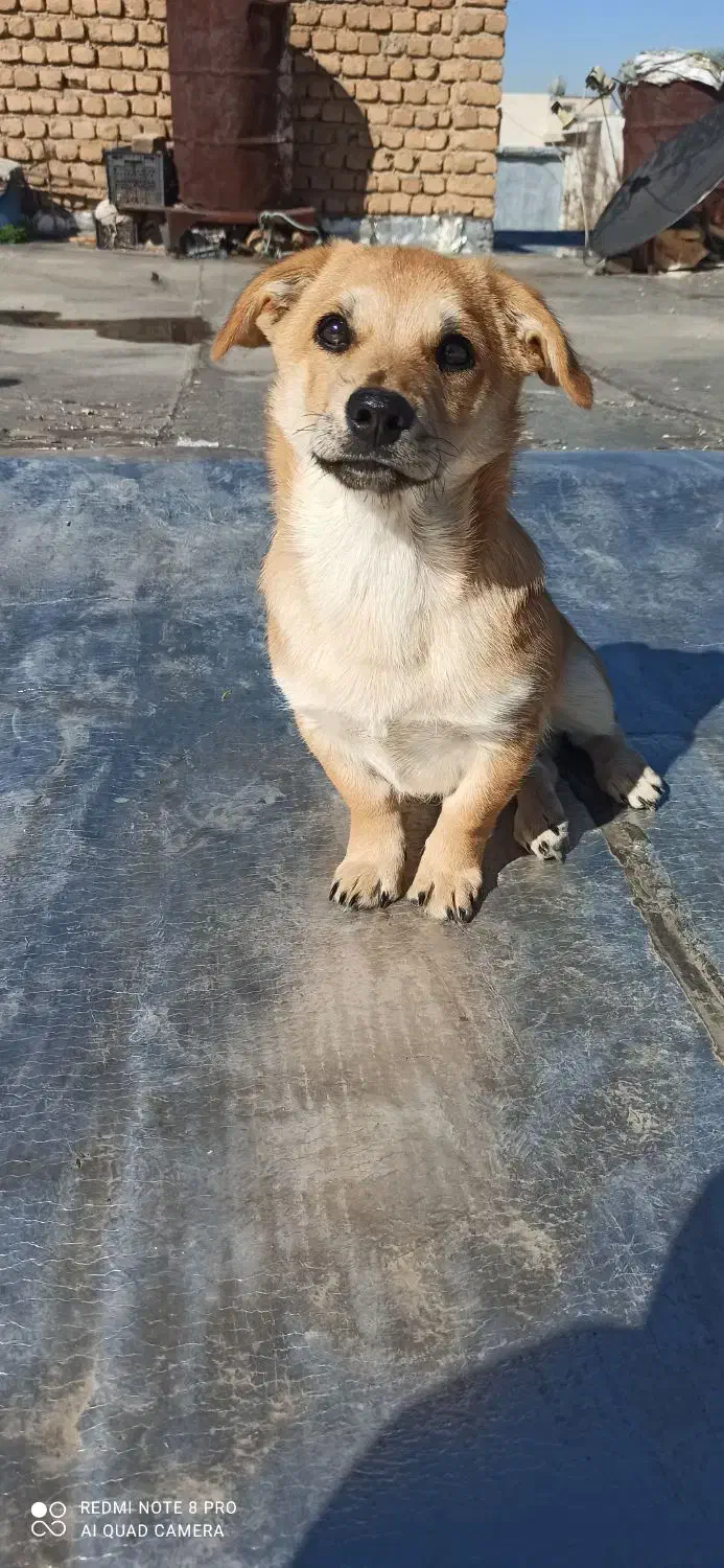 سگ باهوش|سگ|اسلامآباد غرب, |دیوار