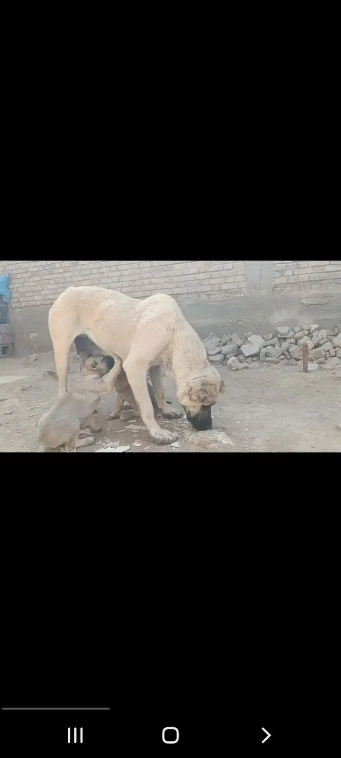 واگذاری ماده گمشد دوستان|سگ|فیروزآباد (آذربایجان), |دیوار