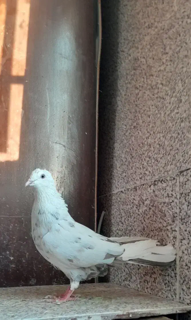 کفتر قلمکار|پرنده|ملایر, |دیوار