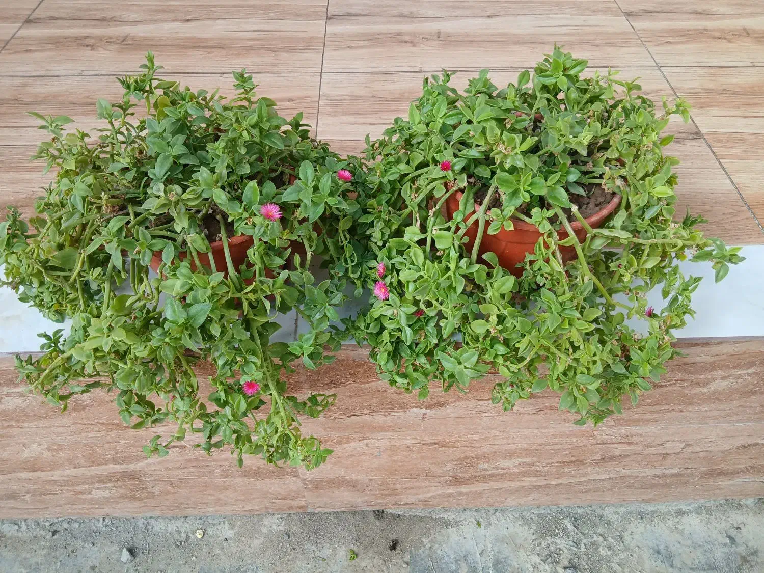 گل یخ|گل و گیاه طبیعی|آق قلا, |دیوار