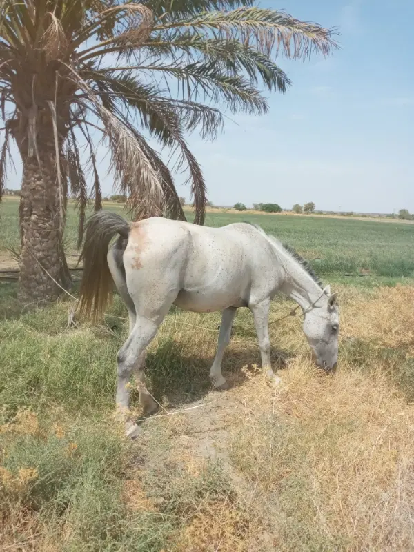 اسب|اسب و تجهیزات اسبسواری|کهنوج, |دیوار