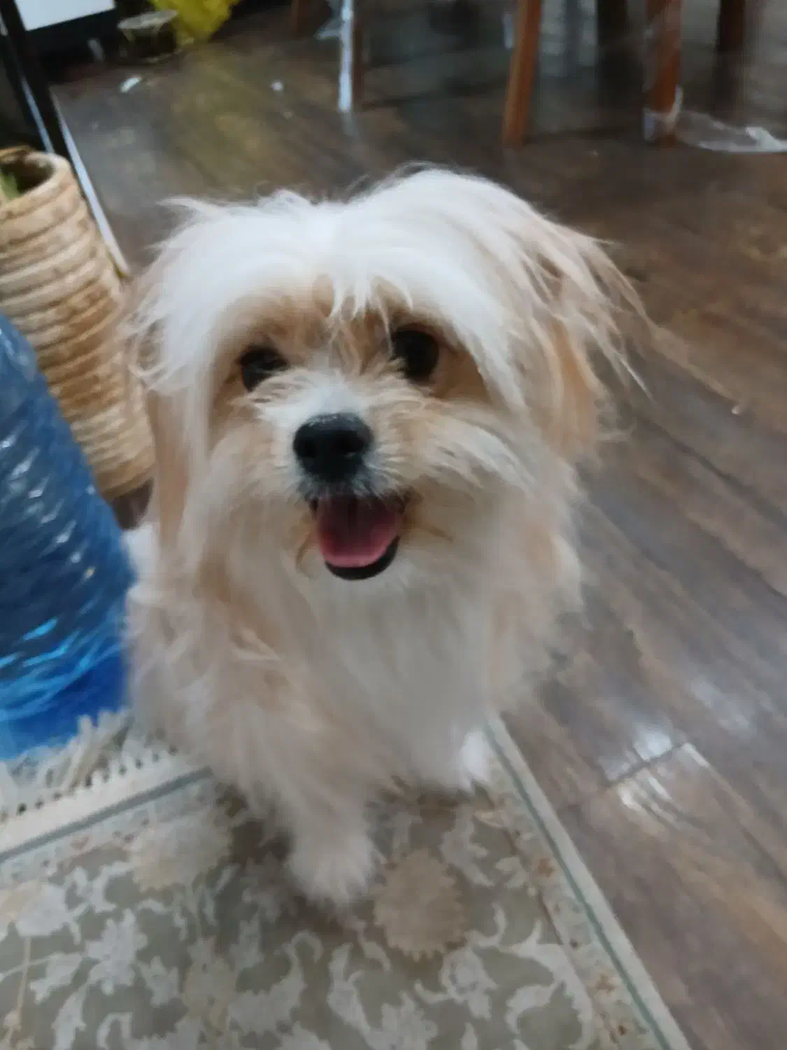 سگ شیتزو|سگ|شاهین‌شهر, خانه کارگر|دیوار