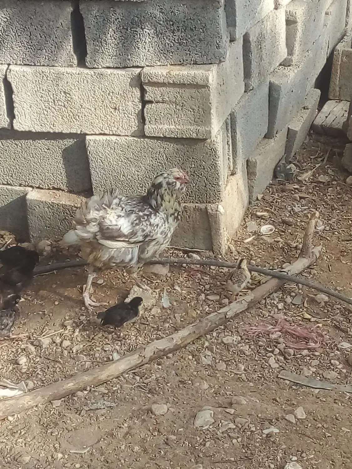 مرغ با جوجه|حیوانات مزرعه|جم, |دیوار