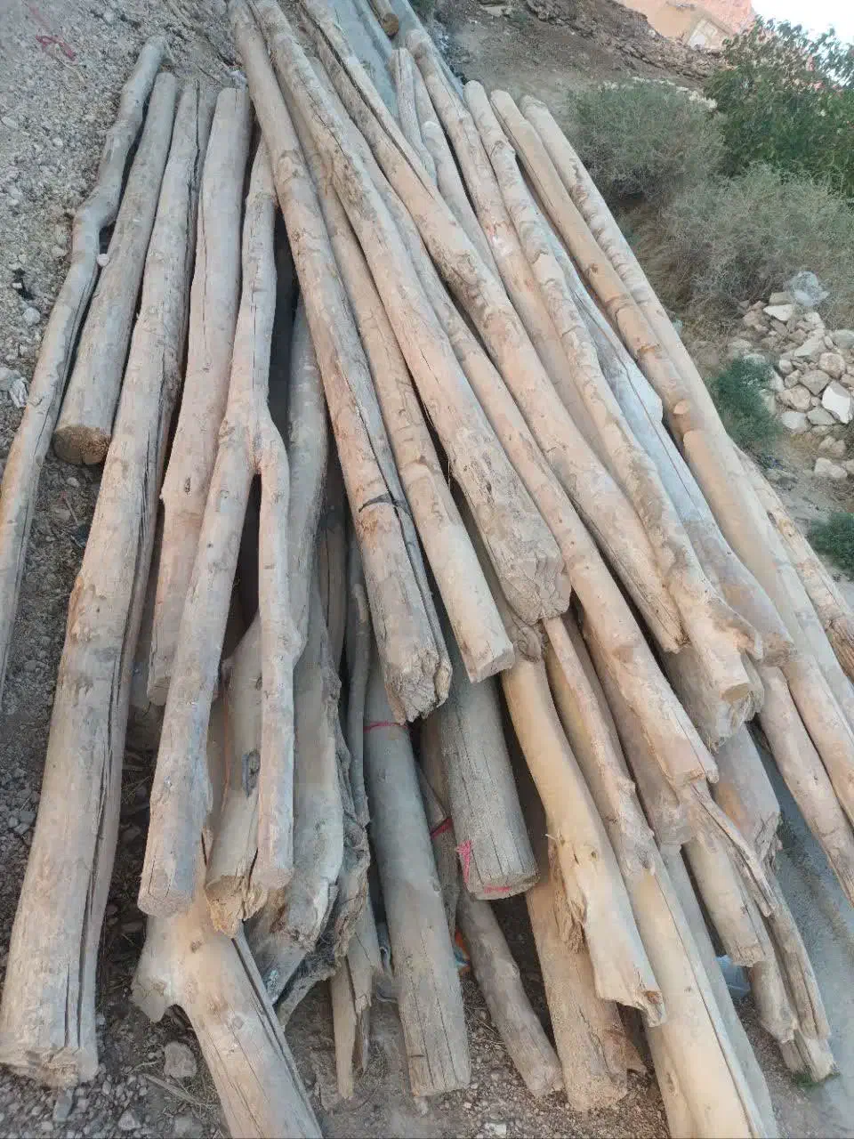 خریدچوب|خدمات باغبانی و درختکاری|چنگ الماسی, |دیوار