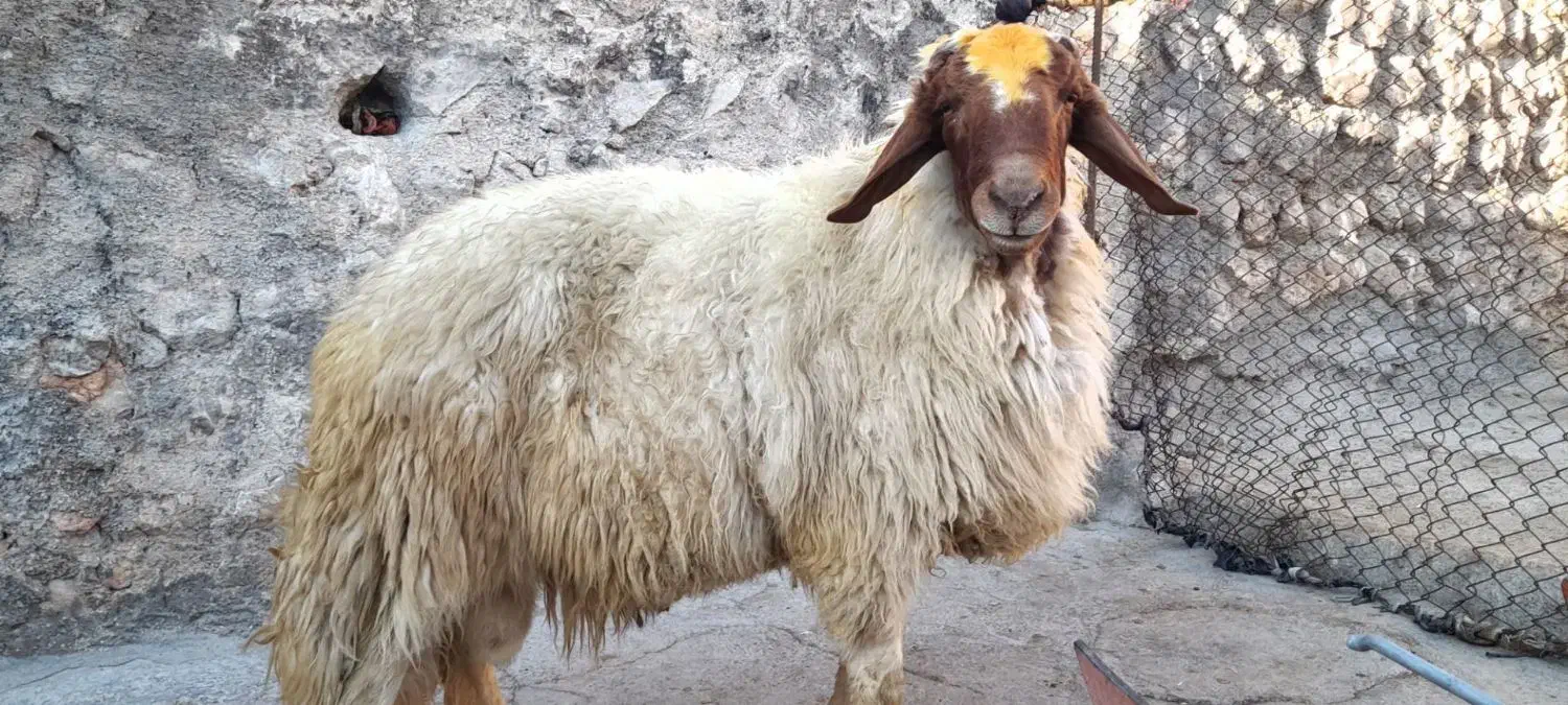 قوچ سنجابی|حیوانات مزرعه|سرپل ذهاب, |دیوار