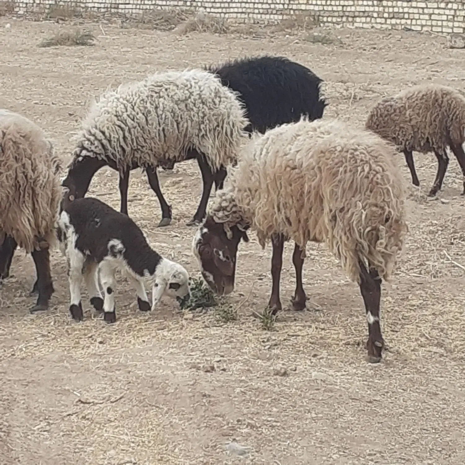 میش و بره افشار|حیوانات مزرعه|کاشان, فاز ۲ ناجی آباد|دیوار