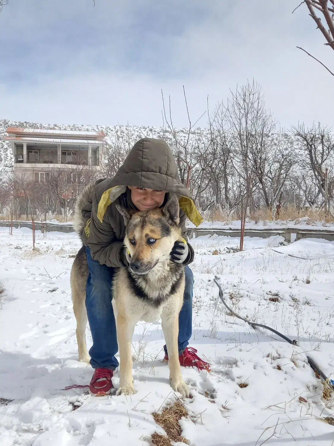 سگ ژرمن هسکی نگهبان|سگ|فیروزکوه, |دیوار