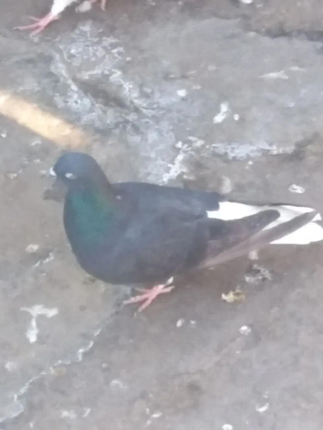 دوتا دم سفید تمیز و بدون پر یا دم رخ مغبول|پرنده|مشهد, حجت|دیوار