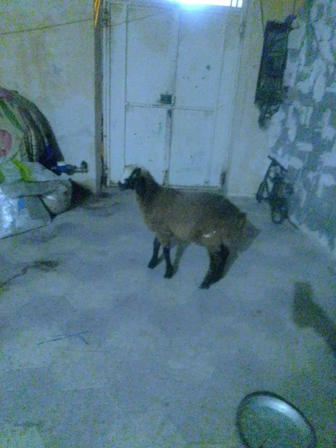 بره|حیوانات مزرعه|برازجان, |دیوار