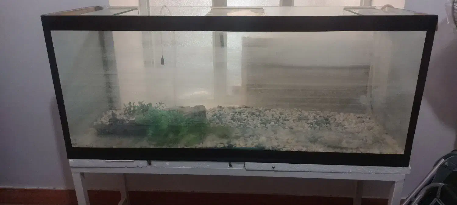 شیشه ی آکواریوم|ماهی|کازرون, |دیوار