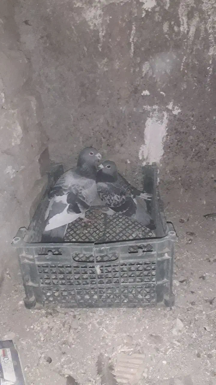 کفتر|پرنده|تایباد, |دیوار