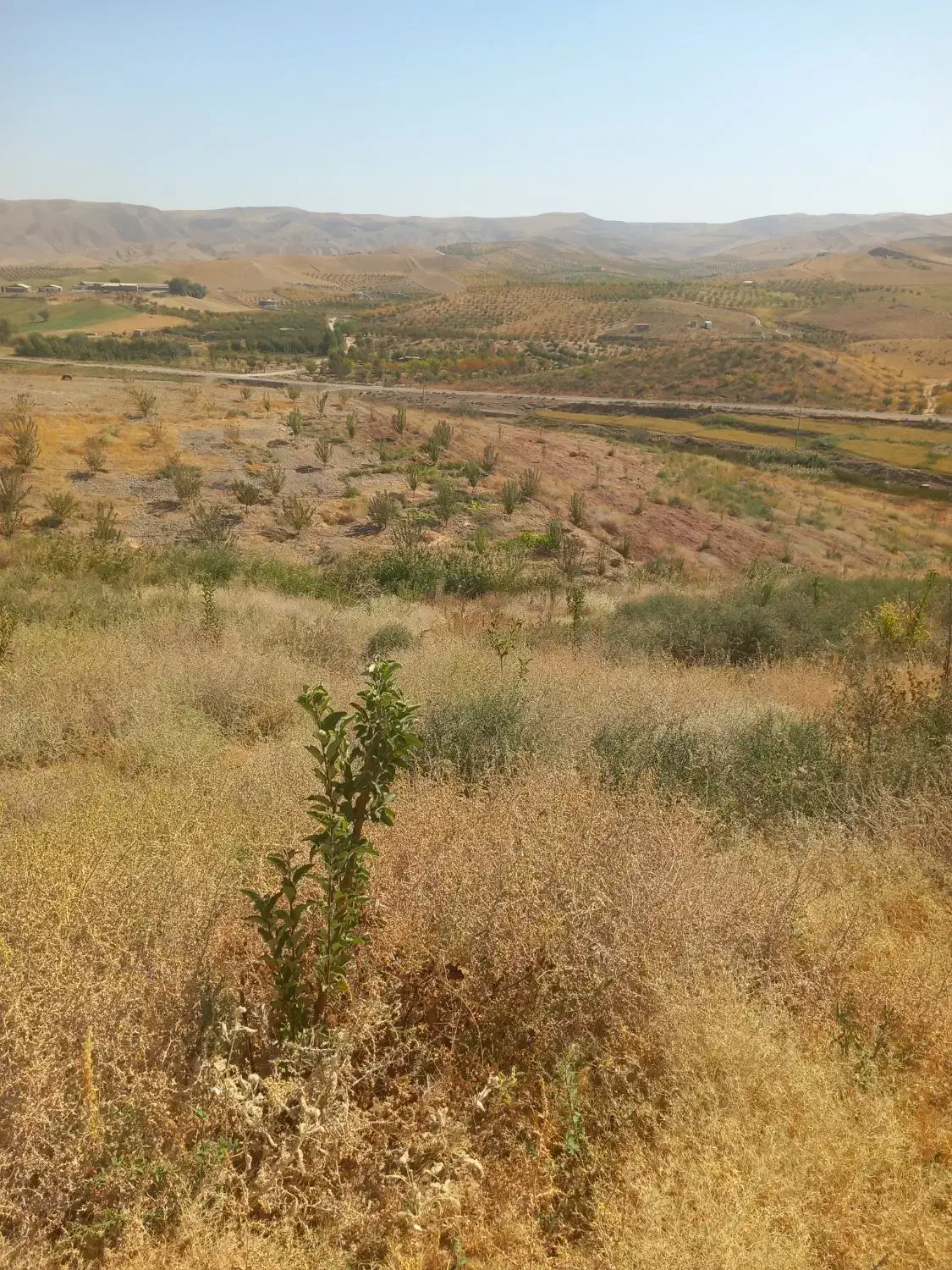 زمین با آب سد ایدغموش که امسال کاشته شده|فروش زمین و ملک کلنگی|میانه, |دیوار