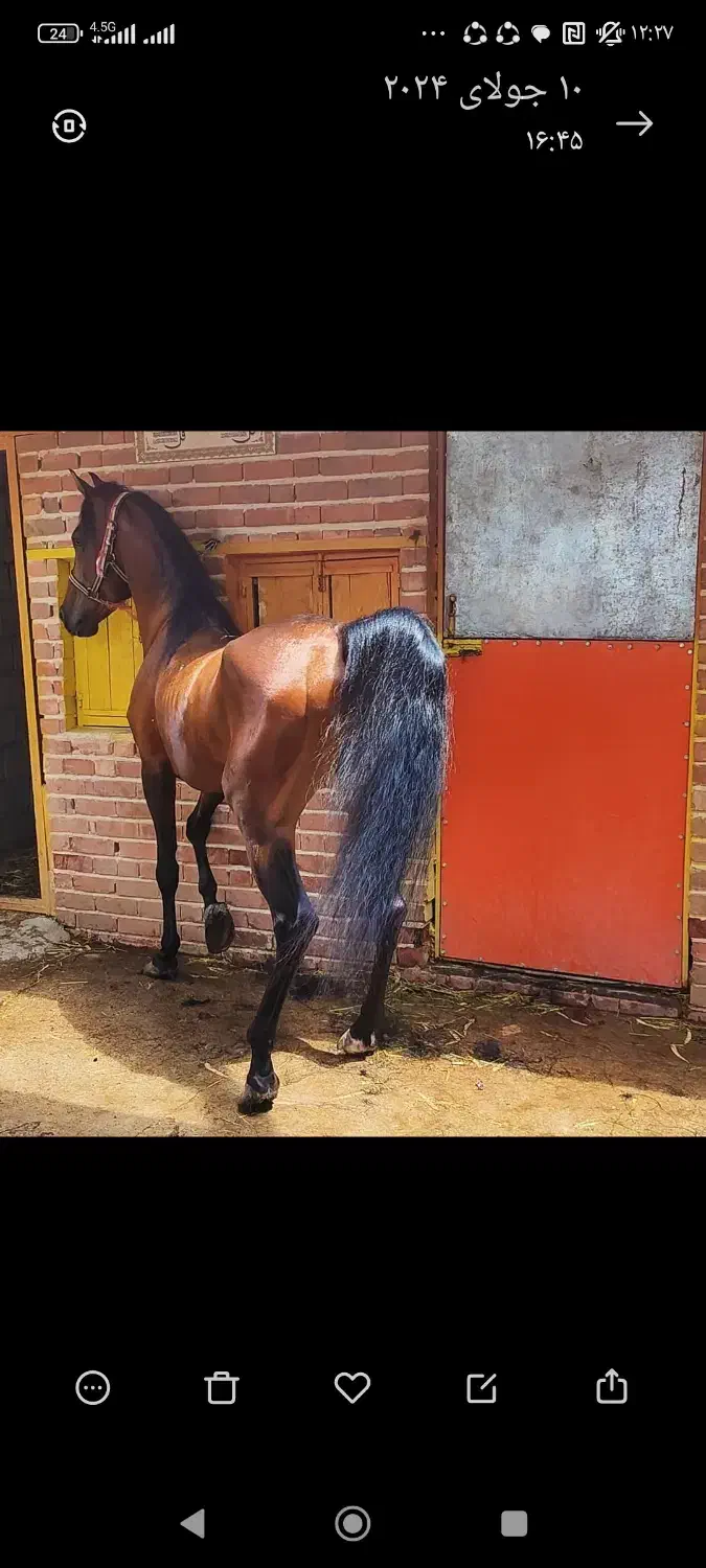 اسب نریون|اسب و تجهیزات اسب‌سواری|رفسنجان, |دیوار