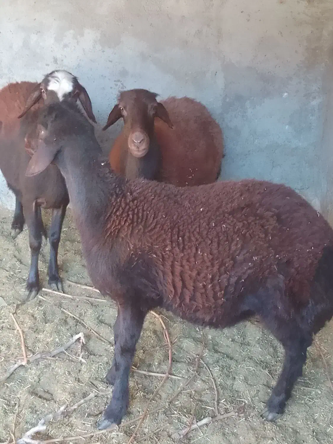 گوسفند|حیوانات مزرعه|بناب, |دیوار