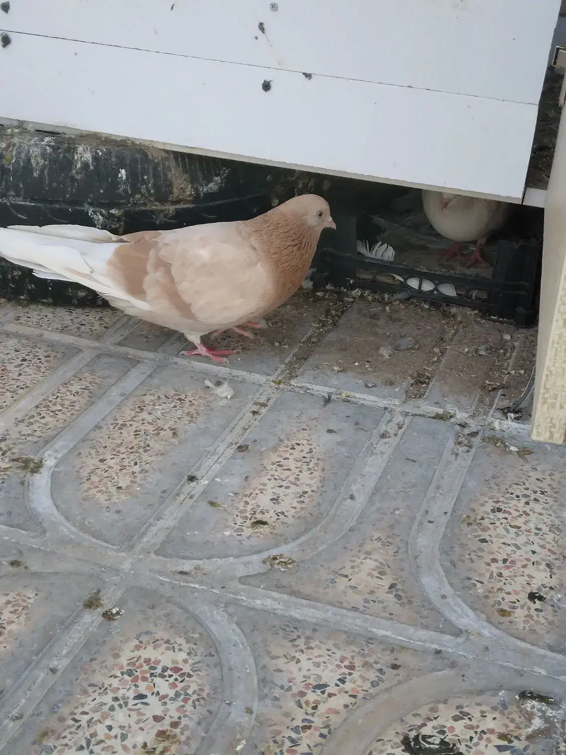 یه ۱۰تا۱۲ کفتر خوب رنگی هوای زیر قیمت معاوضه|پرنده|محمدشهر, محمدشهر|دیوار