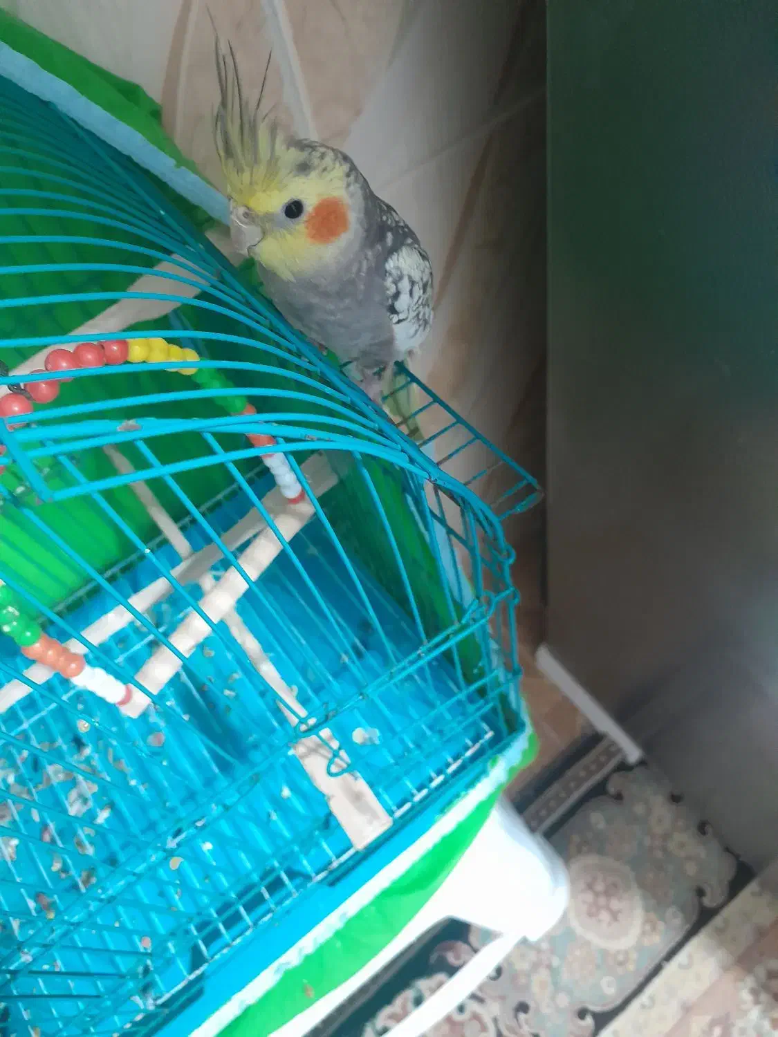 پرنده ی عروس نر و ماده هر دوکاملا سالم وسرحال|پرنده|رشت, دخانیات|دیوار