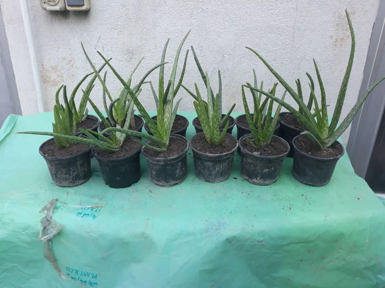 گل آلورا|گل و گیاه طبیعی|گرگان, |دیوار