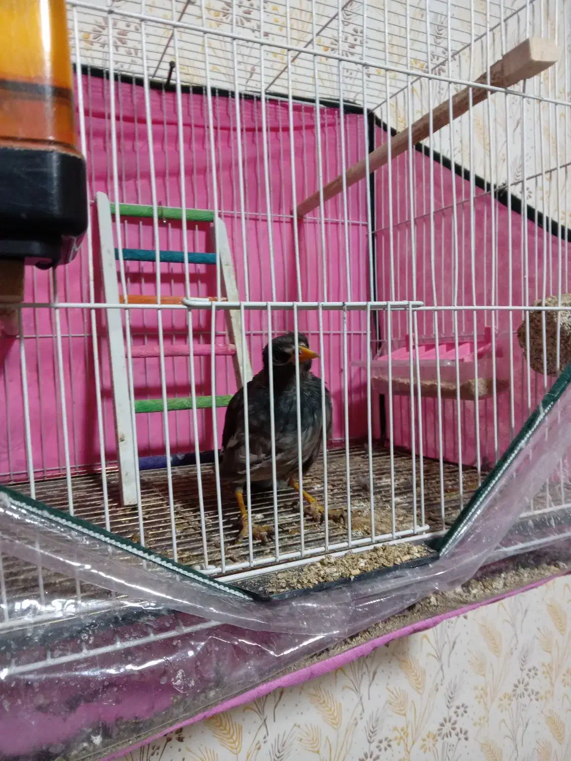 مینا|پرنده|مشهد, شهید قربانی|دیوار