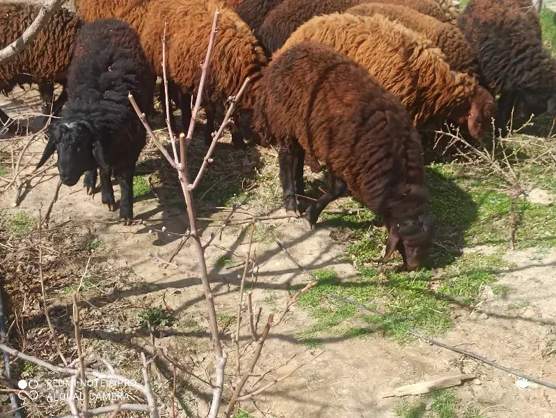 بره نر|حیوانات مزرعه|هشتگرد, ینگی امام|دیوار