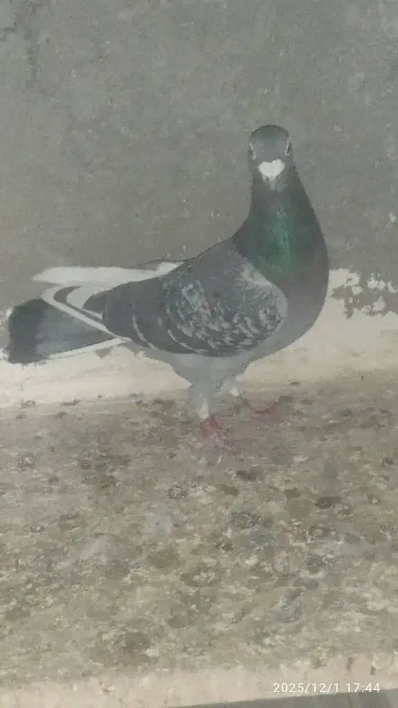 کبوتر چادری .یک جفت مساحتی|پرنده|صفادشت, |دیوار