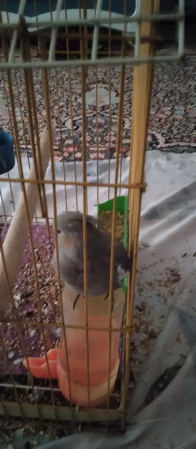 عروس هلندی|پرنده|محمدشهر, شهرک چمران|دیوار