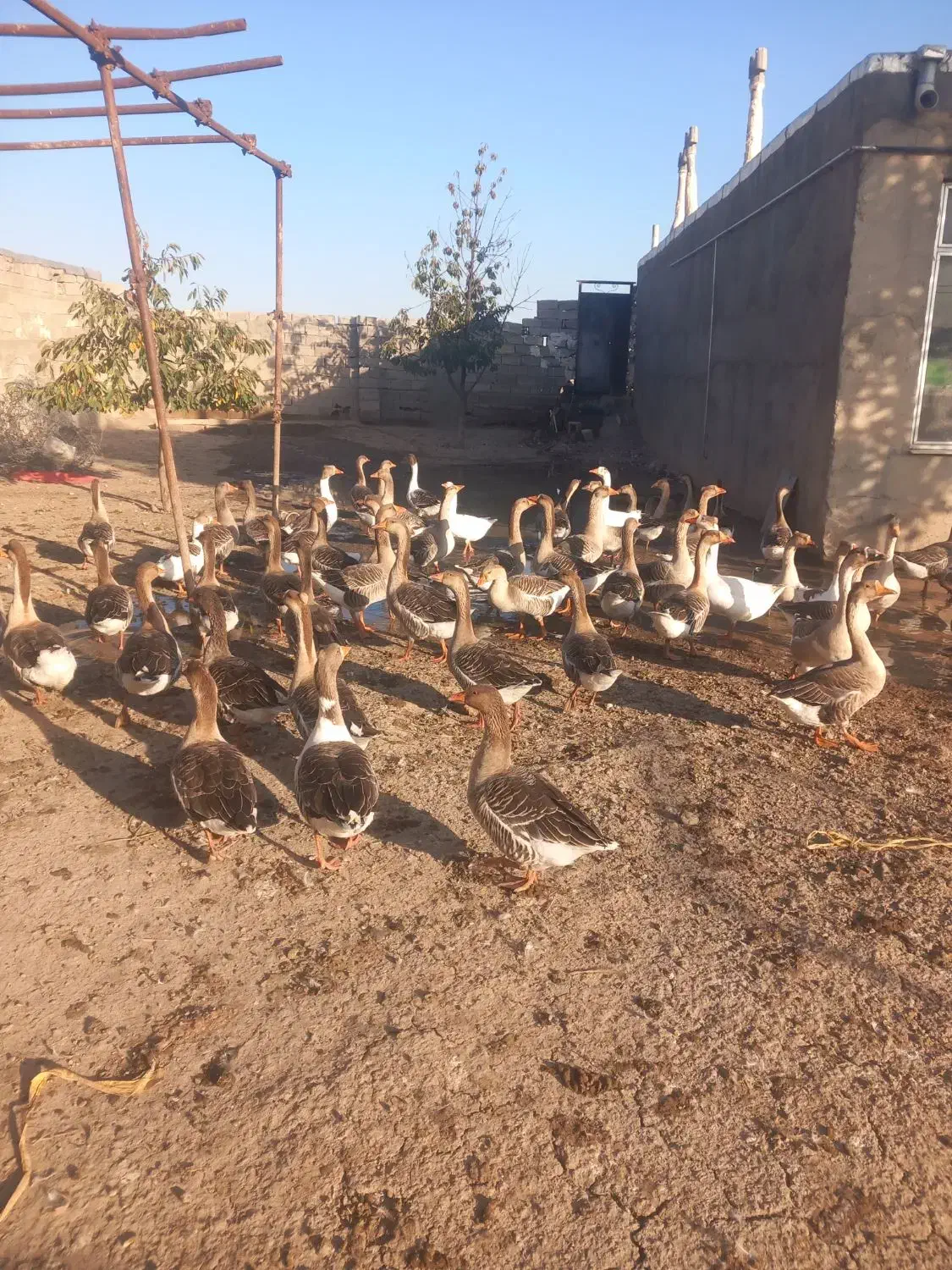 قوگاز بدای بریدنی طبیعی نر هم ماده دونه ای میدیم|حیوانات مزرعه|اردبیل, |دیوار