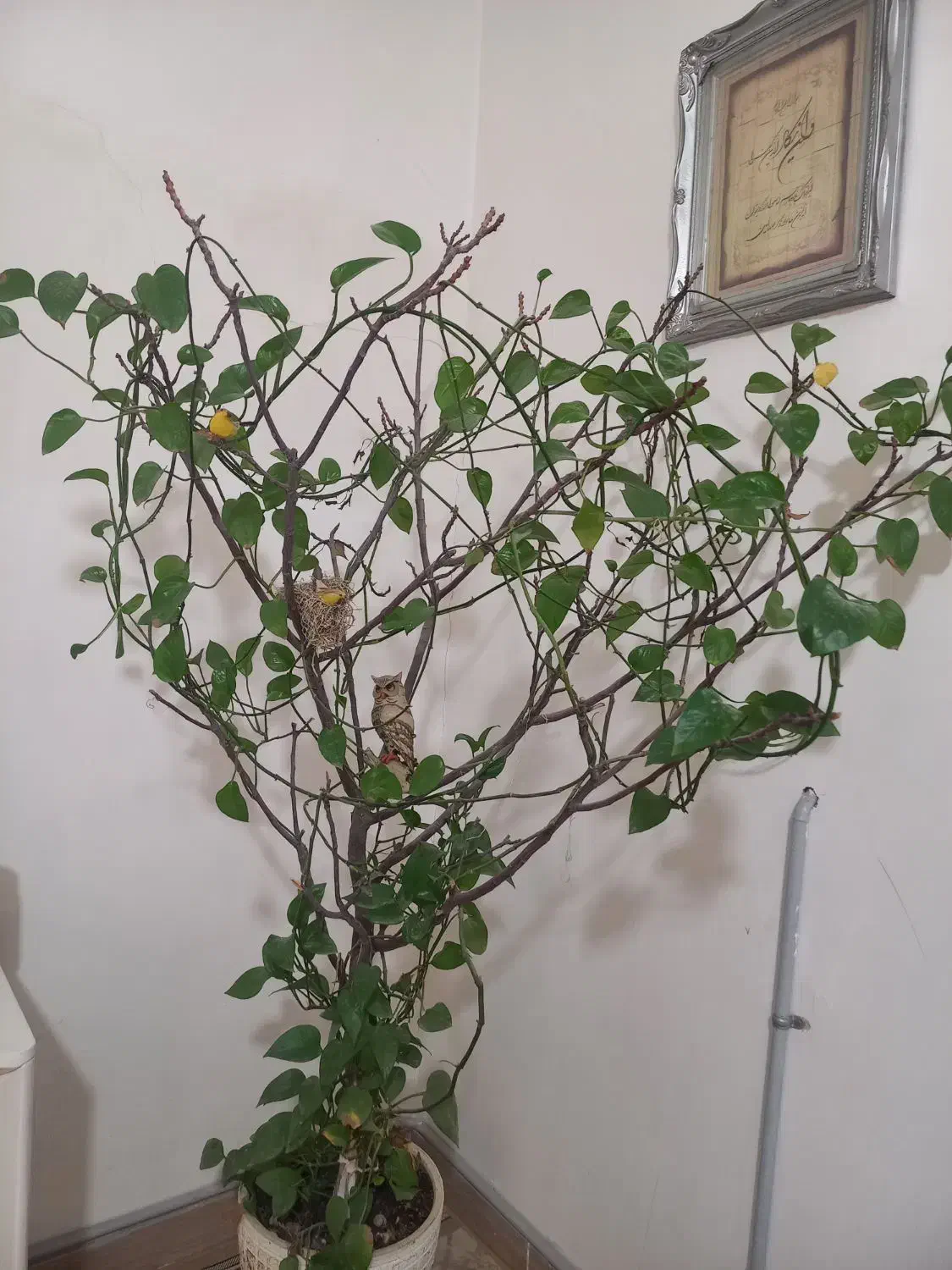 گل طبیعی پیچکی|گل و گیاه طبیعی|شریف‌آباد, |دیوار