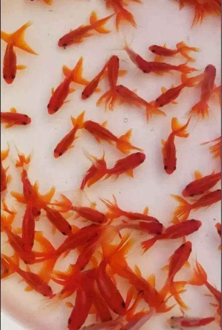 ماهی گلدفیش|ماهی|شاهرود, |دیوار