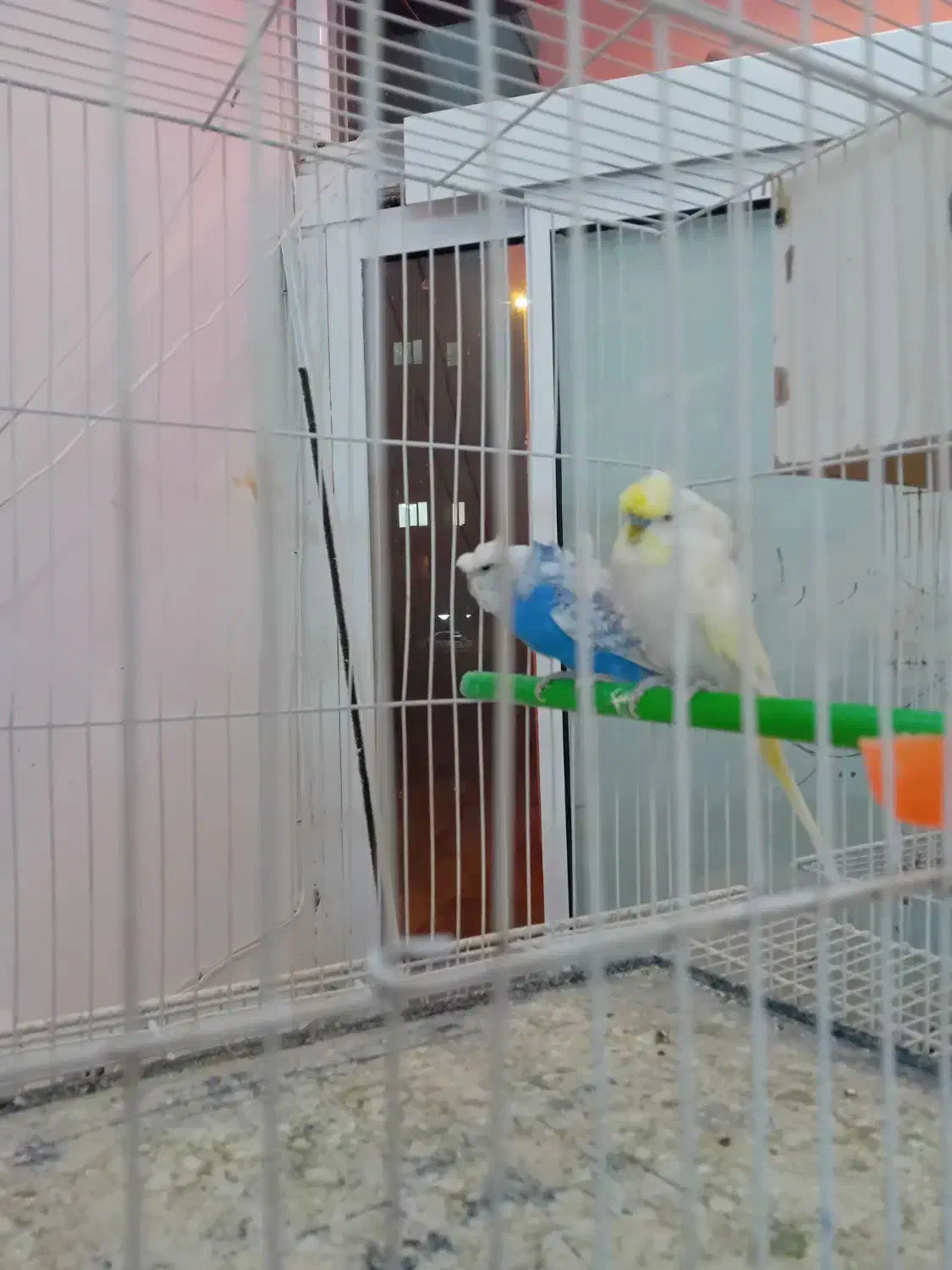 کوتوله ومرغ عشق|پرنده|گلبهار, شهر جدید گلبهار|دیوار