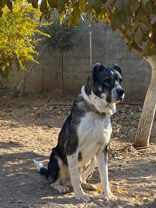 سگ سرابی نر|سگ|کرمانشاه, |دیوار