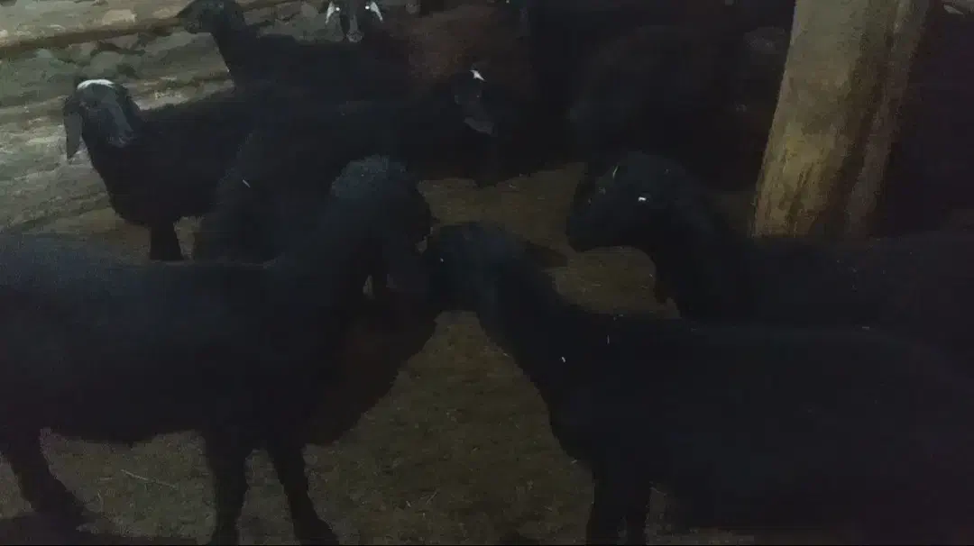 بره|حیوانات مزرعه|نیر (اردبیل), |دیوار