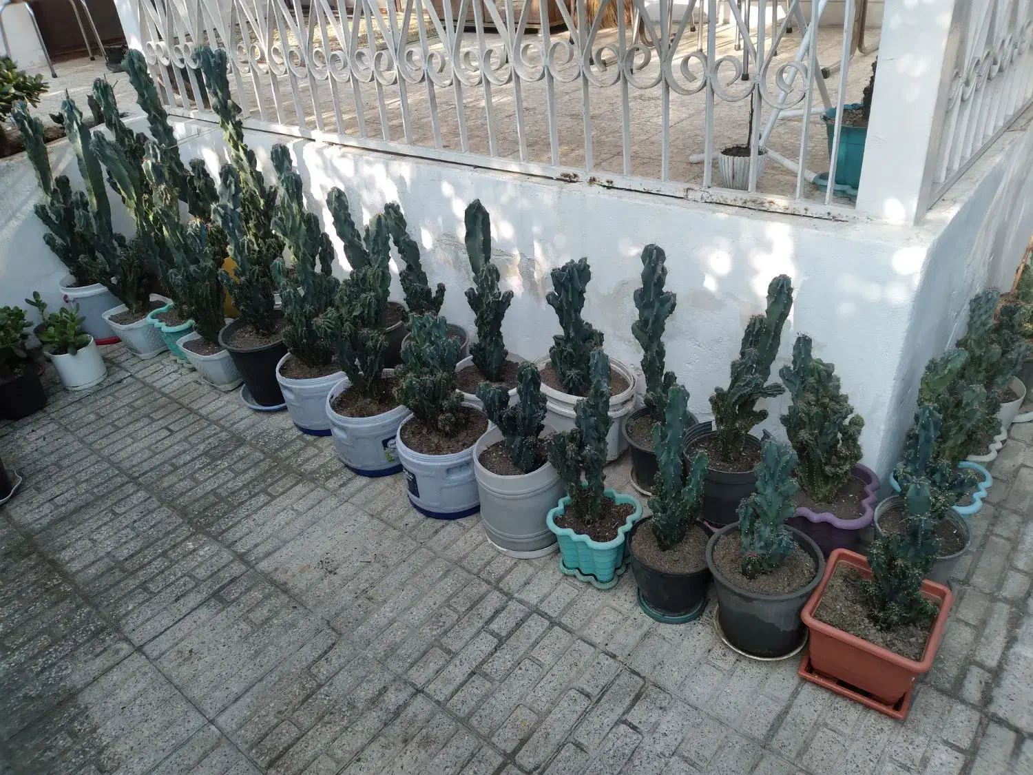 کاکتوس صخره ای|گل و گیاه طبیعی|تنکابن, |دیوار